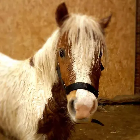 L'herbergement, Au Calme Avec Poneys *