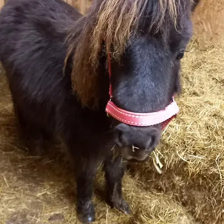 L'herbergement, Au Calme Avec Poneys L'Herbergement